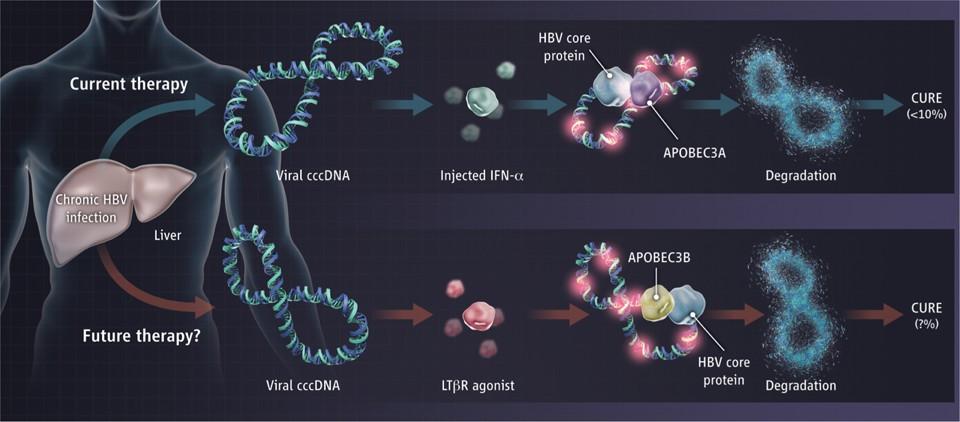 Model for cccdna Degradation IFNalpha /Lymphotoxin beta can induce APOBEC3A/B dependent degradation of HBV cccdna