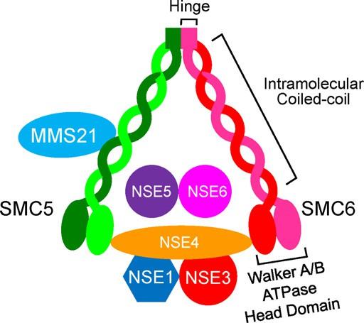 The Smc5/6 Complex Structural Maintenance of Chromosomes (Smc) Complexes Condensin Cohesin Smc5/6 complex Smc5/6 Nuclear complex DNA repair