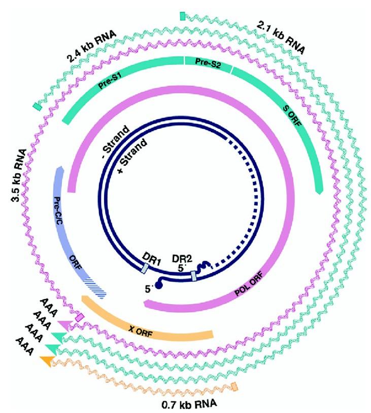 HBV genome and sirna target sites HBV mrna 75 3.5 kb pre-genomic RNA 3.5 kb pre-core mrna 2.4 kb pre-s1 mrna 2.1 kb pre-s2/s mrna DNA 3.2 kb 0.