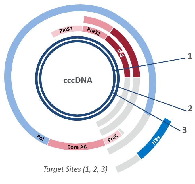 ARB-1467 Targets Multiple HBV Genomic Sites Primary viral target is HBsAg Target sites are regions of high conservation in HBV viral genomes Advantages of the 3-trigger combo: Increased potency