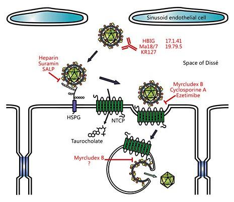 Inhibitors of HBV Attachment and Entry Sodium taurocholate cotransporting polypeptide (NTCP) identified as HBV and HDV receptor in 2012 Myrcludex in