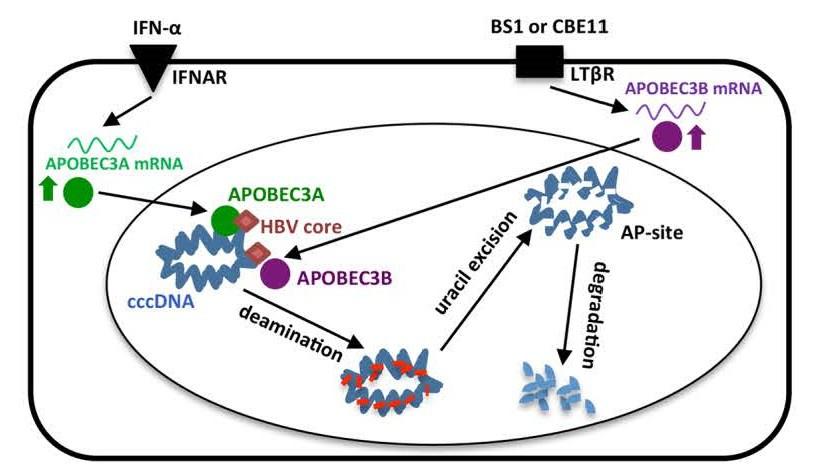 Interaction of APOBEC 3A/3B, HBV Core Protein (HBc) and cccdna Modified from