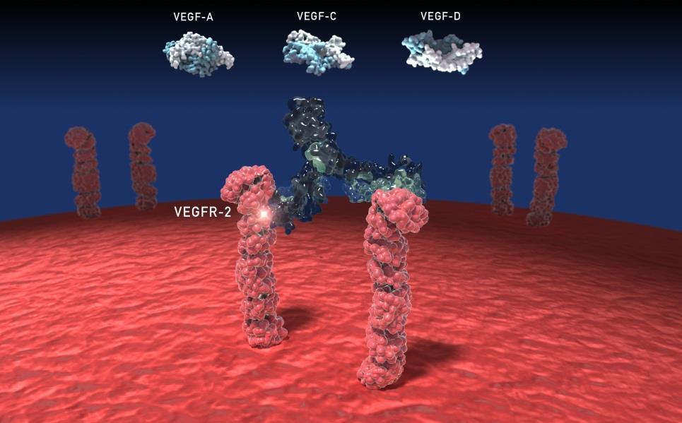 Ramucirumab (IMC-1121B) Ramucirumab is a fully human IgG1 monoclonal antibody that binds with high affinity to human VEGFR-2 (Kd ~ 50 pm) 1 Ramucirumab is specific for the human VEGFR-2 receptor 2