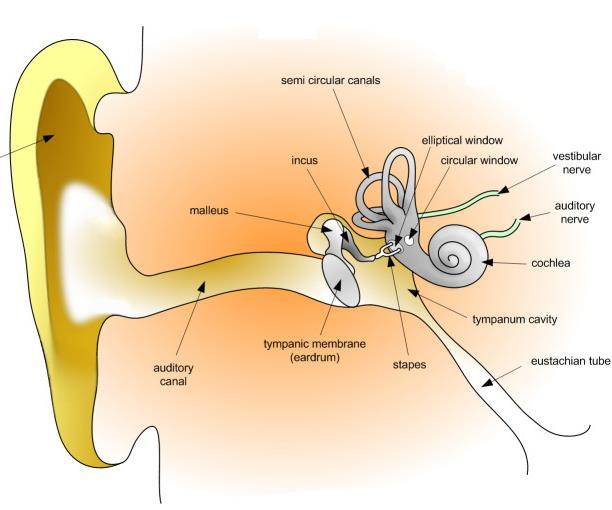 Let s Review: How Does Hearing Work? Sound waves enter the outer ear and cause the eardrum to vibrate.
