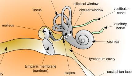 The Marvelous Ear Quiz Answers 1. How do humans hear sounds? Using our ears, which have a fascinating set of bones and a fluid-filled structure, to determine sound types. 2. How does hearing work?