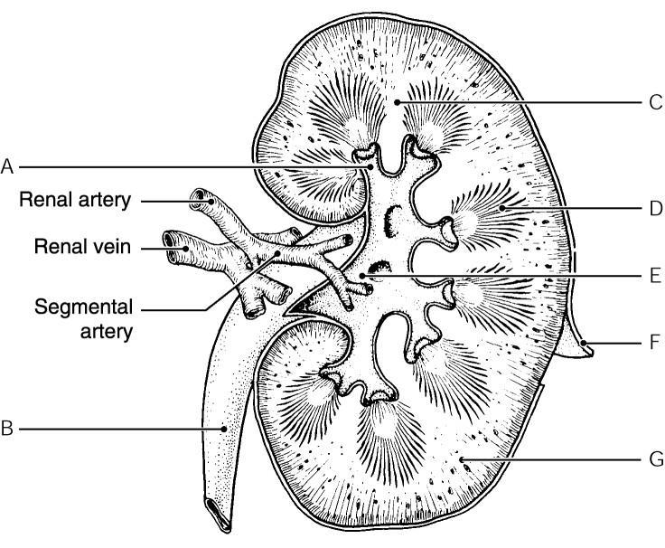 Essentials of Anatomy and Physiology, 9e (Marieb) Chapter 15 The Urinary System Short Answer Figure 15.1 Using Figure 15.1, identify the following: 1) The ureter is indicated by letter.
