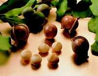 Rancidity Development in Macadamia Kernels As Determined by