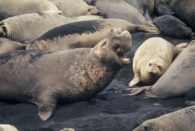 While on land, elephant seals abstain from food and water.