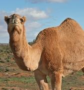 Ostrich Camel (6 => 5
