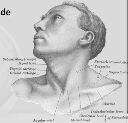 Other Lymph Node Groups Facial/Buccinator Nasolabial Parotid Preauricular Occipital First Echelon Lymph Nodes