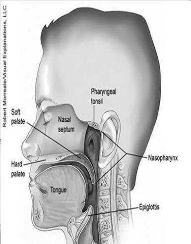 Nasopharynx C11.3 Anterior wall Nasopharyngeal surface of the soft palate Pharyngeal fornix Choana Posterior margin of the nasal septum C11.8 Overlapping C11.