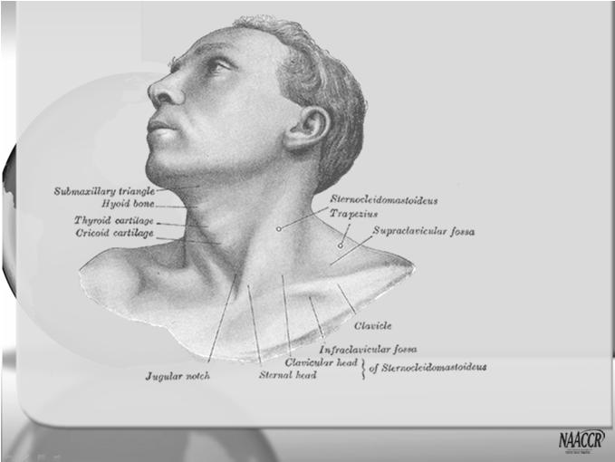 edition of Gray's Anatomy of the Human Body,