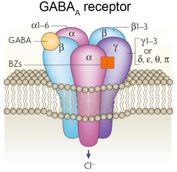 Molecular Biology of Receptors Receptor subtypes differ (as expected) in their molecular structure.
