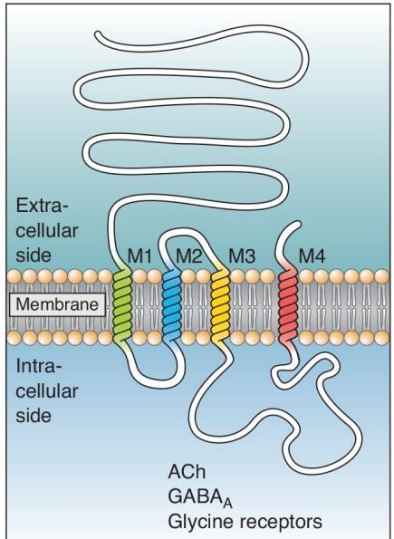 alpha helices that span the membrane. Variations among channel structures account for their differences.