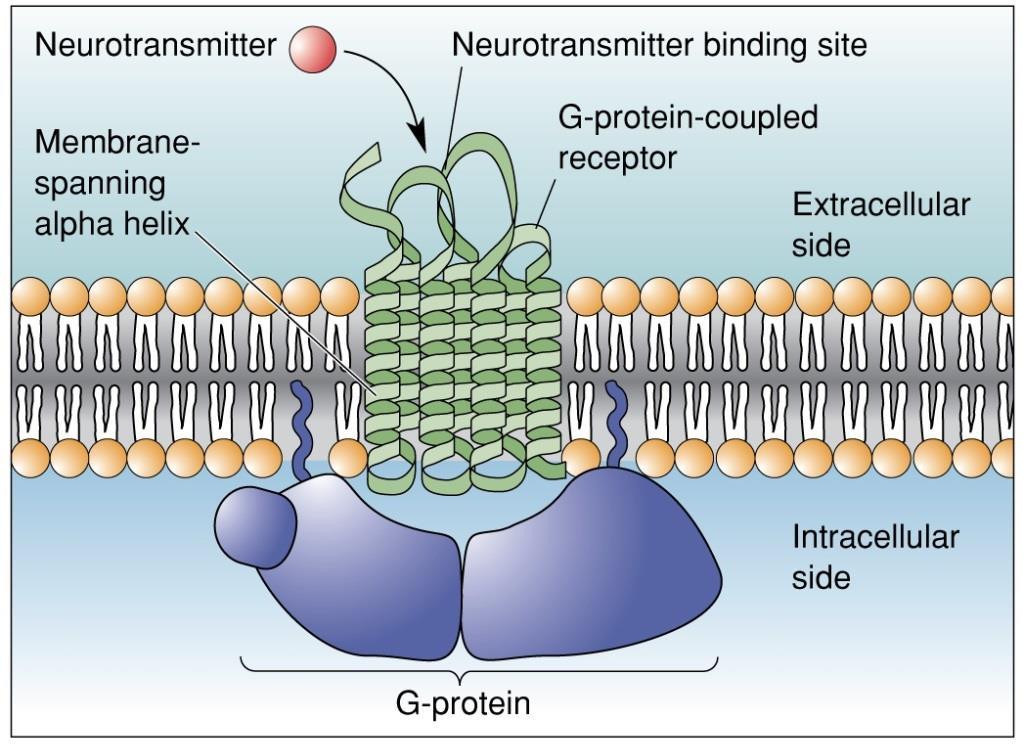 Metabotropic Channels 1 Most G-protein-coupled receptors are simple variations on a common plan, consisting of a single polypeptide containing seven membrane-spanning alpha helices.