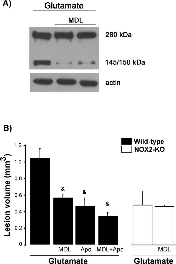 J Neuropathol Exp Neurol Volume 70, Number 11, November 2011 NOX2 and Excitotoxic Death dismutase/catalase mimetic EUK-134 reduces oxidative damage, calpain-mediated spectrin cleavage, and neuronal