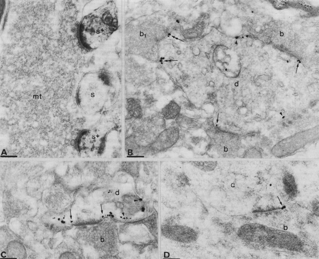Pensynaptic mglurs in rat hippocampus 1495 FIG. 5. Immunoreactivity for mglur5 in the CA3 area and the dentate gyrus (A, stratum lucidum; C, D stratum oriens; B, hilus).