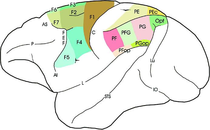 MIRROR NEURONS C-1 Figure 1 Lateral view of the monkey brain showing, in color, the motor areas of the frontal lobe and the areas of the posterior parietal cortex.