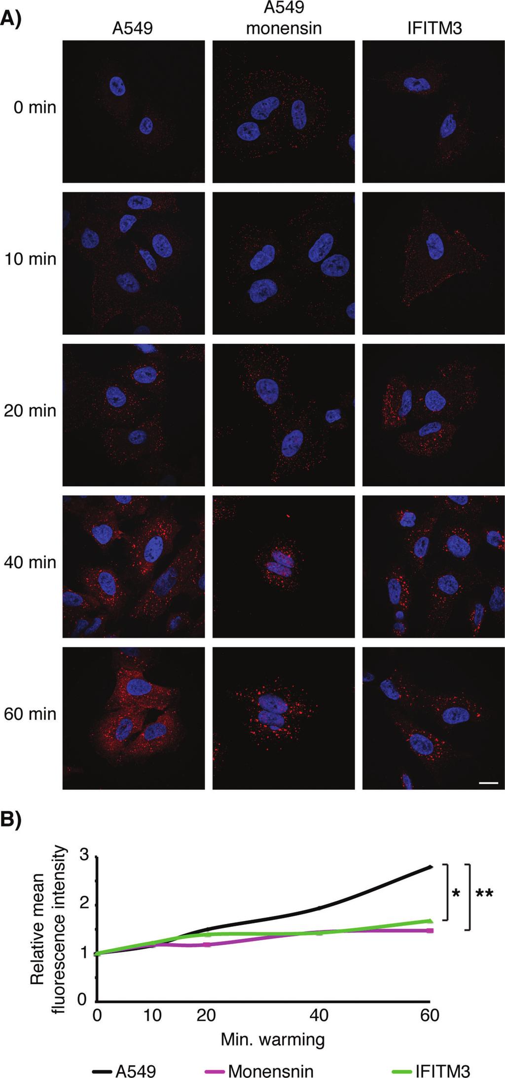 Weston et al. Figure 7: IFITM3 expression inhibits SFV capsid release. A) SFV (200 pfu/cell) was bound to cells for 1 h at 4 C prior to incubation at 37 C for the indicated times.