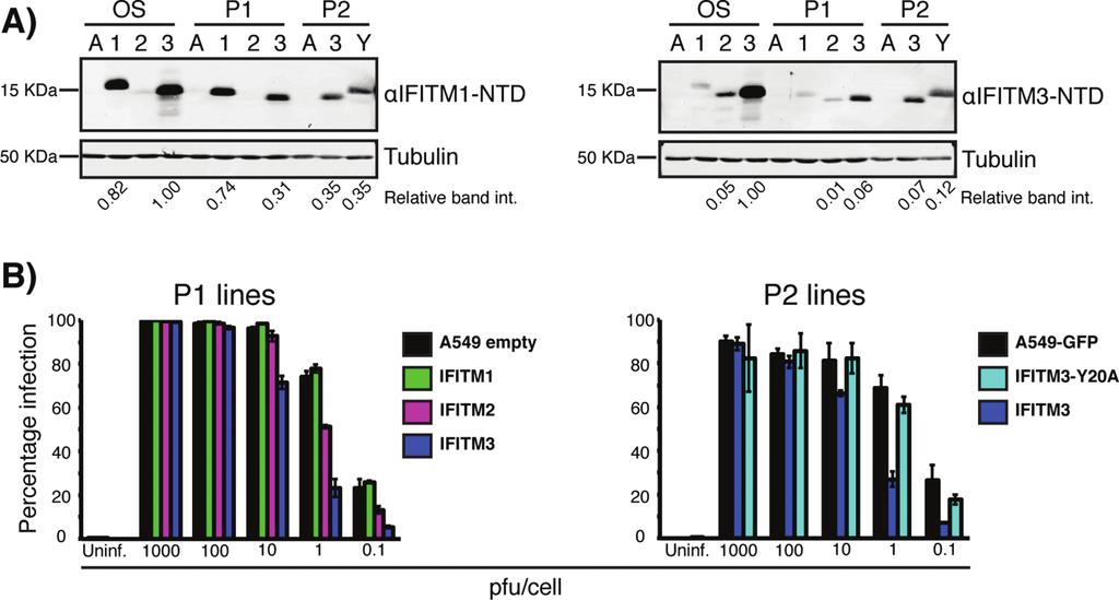 Weston et al. Figure 2: IFITM3 expression levels affect SFV restriction.