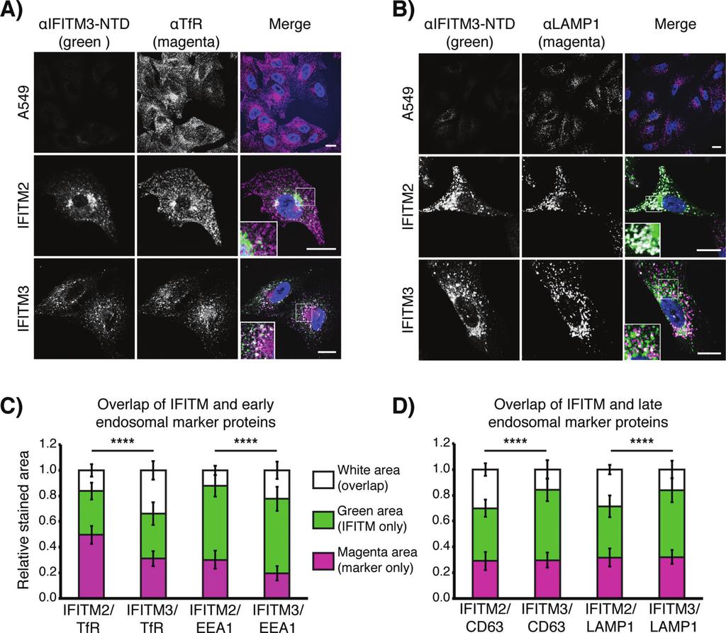 IFITMs Inhibit Cellular Infection by Alphaviruses Figure 3: IFITM2 and IFITM3 are found in endosomal compartments.