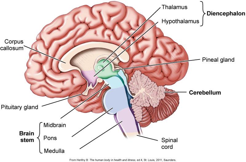 Central Nervous System Cerebrospinal fluid (CSF) Fluid circulating around the brain and spinal cord within