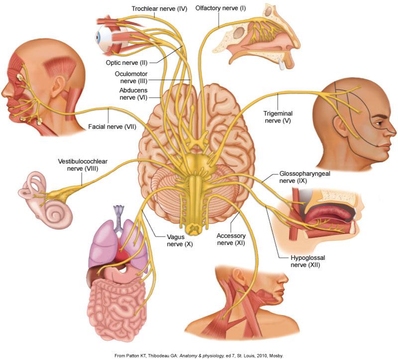 Peripheral Nervous System Cranial nerves Pairs of nerves originating in the brain.