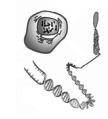 GENETIC STRUCTURE (2012:1) The diagram below shows the relationship between chromosomes, genes, and DNA (deoxyribonucleic acid). Explain the relationships between DNA, chromosomes and genes.