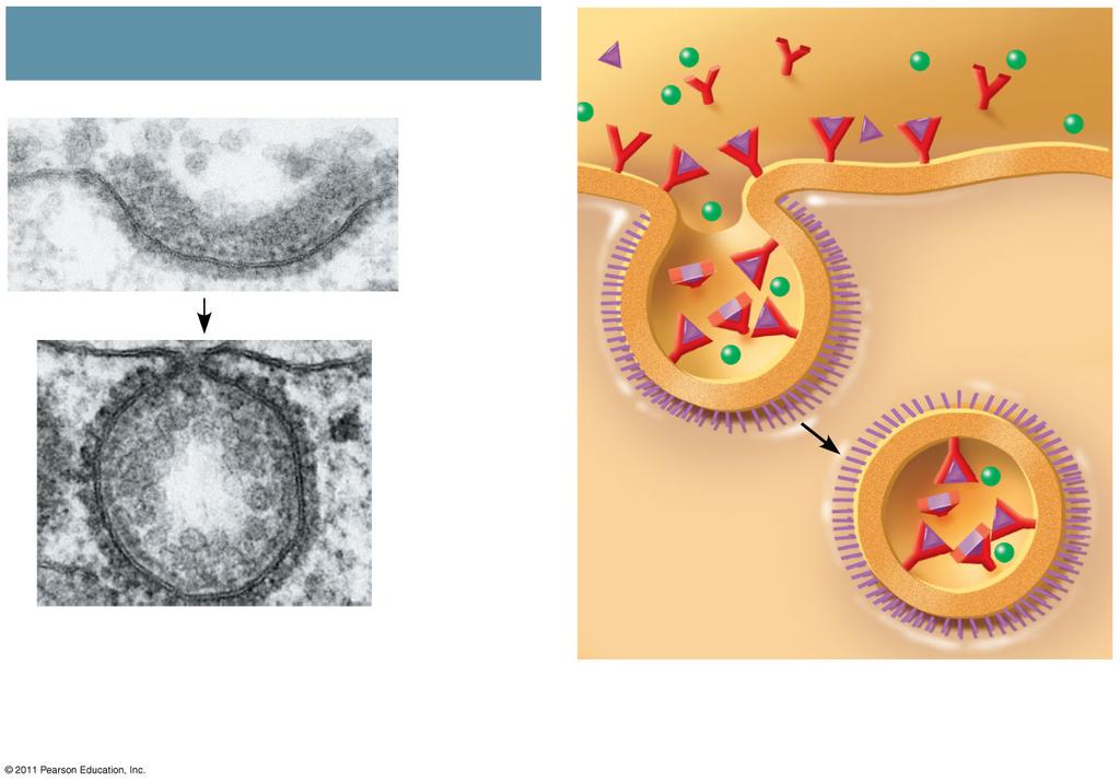 Figure 7.22c Receptor-Mediated Endocytosis Plasma membrane Coat proteins Ligand Receptor Coat proteins 0.