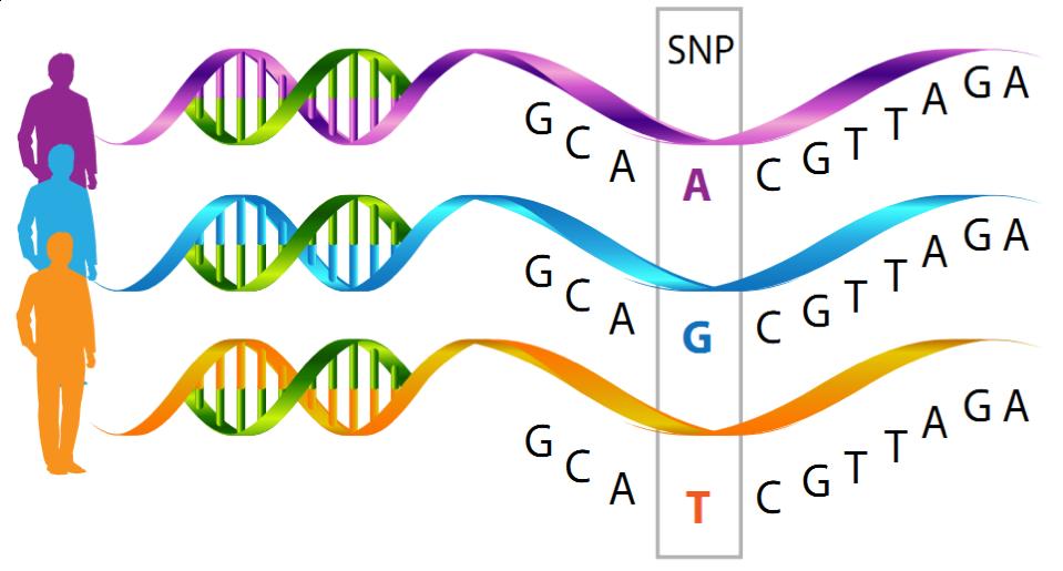 Single nucleotide polymorphism (SNPs) is a variation in a single
