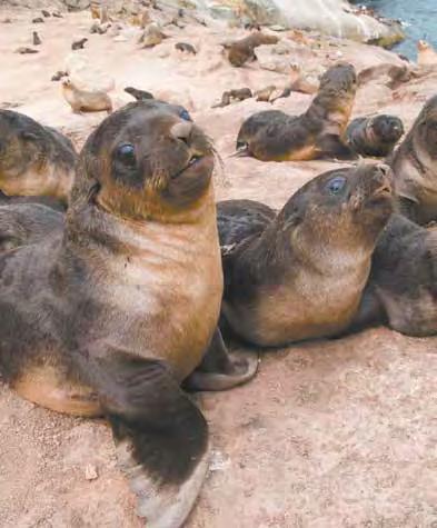 Seals and