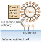 NA-specific antibodies are associated with resistance against influenza Antibodies to NA inhibit virus release from infected cells Serum NA inhibition (NI) titers correlate with reduced virus