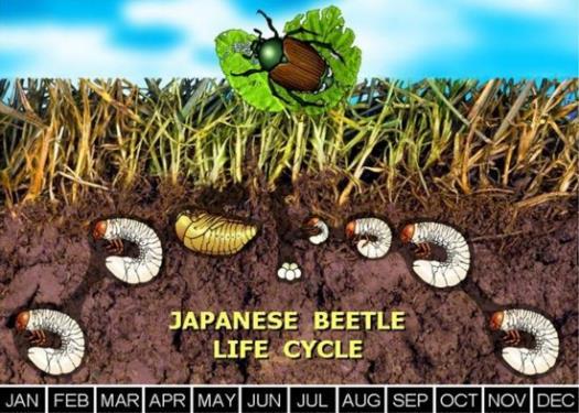 Japanese Beetle Responses Delimitation Trapping