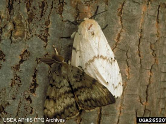 Gypsy Moth Program Lymantria dispar Major forest and ornamental tree pest from Eurasia. Established in E U.S. 22,000 traps deployed. 2 traps/sq.