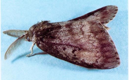 County: 1 Male Gypsy Moth (USDA) Northern California Humboldt County: 1 All moths trapped