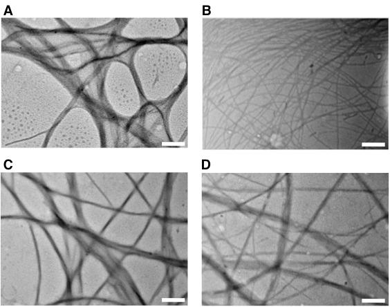 6. Typical TEM images of hydrogels. Figure S4.