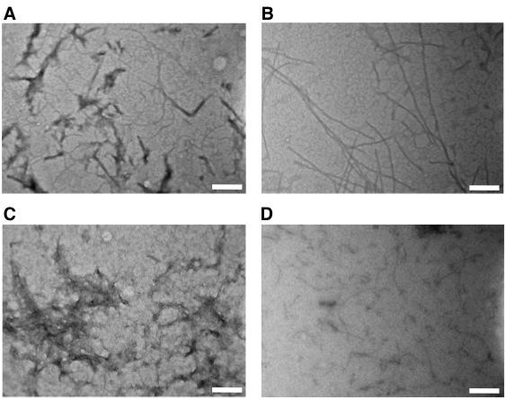 10. Typical TEM images of hydrogels after the addition of the corresponding glycosidases. Figure S8.
