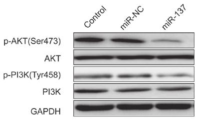 718 ZHANG and LI: mir-137 INHIBITS RCC GROWTH in vitro AND in vivo A B Figure 1. mir 137 was significantly downregulated in patients with RCC and in RCC cell lines.
