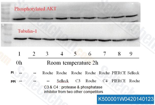 Cell Lines Hela 2 hrs at room temperature Selleck cocktails are as good as Roche s and PIERECE s.