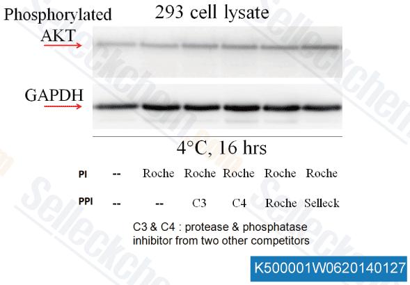 Cell Lines 293 16hrs at 4 C Selleck cocktails are as good and stable as Roche s. 293 cells were harvested with M-PER lysis buffer, aliquoted and differentially treated.