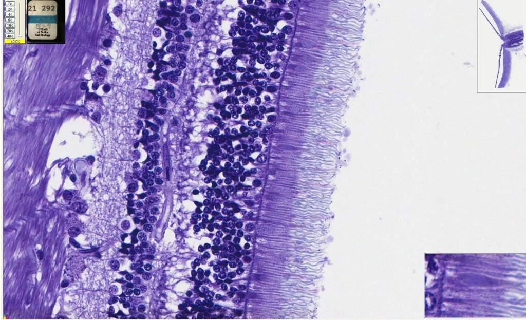 292 Retina (toluidine blue) Bipolar cells Photoreceptor