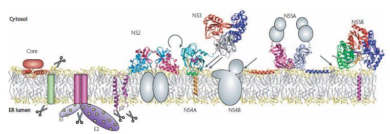 HCV Proteins - ER Membrane