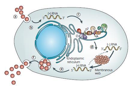 HCV Life Cycle Cytoplasmic replication Replication