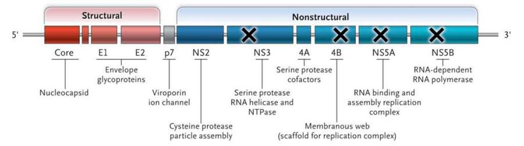Direct Acting Antivirals (DAAs) NS3/4A protease inhibitors telaprevir, boceprevir, simeprevir, paretaprevir NS5B polymerase inhibitors Nucleos(t)ide