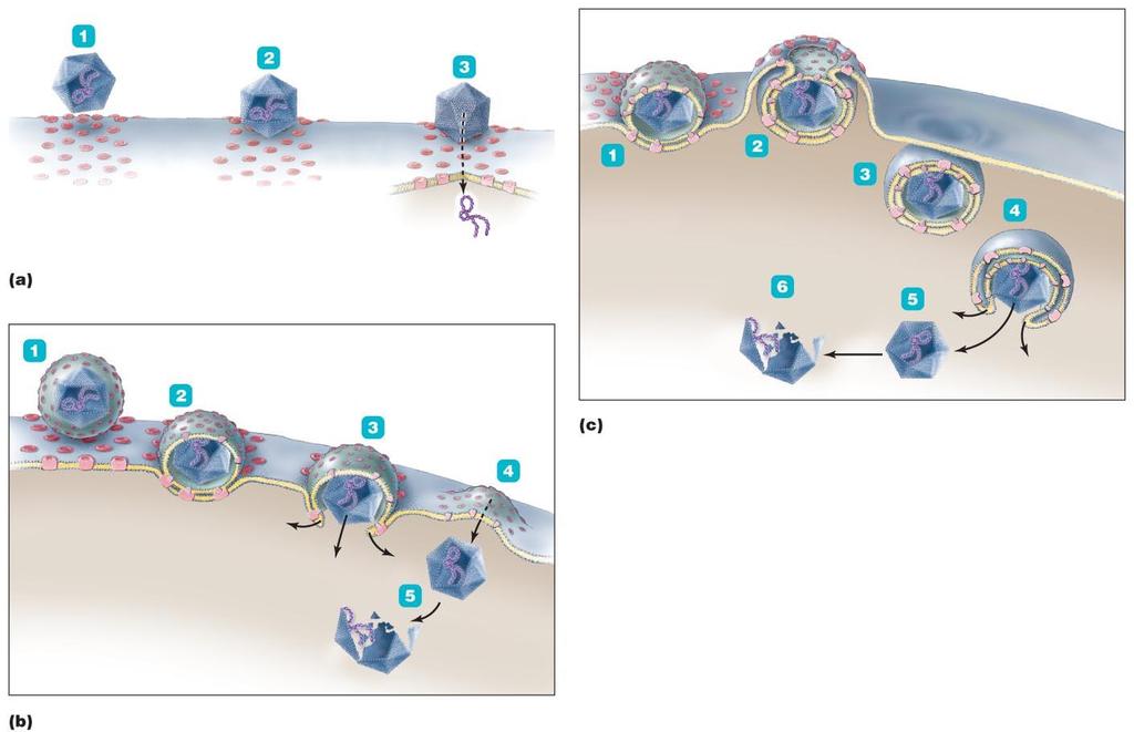 Figure 1312 Three mechanisms of entry of animal viruses Viral genome inside capsid Empty capsid Cytoplasmic membrane of host engulfs virus (endocytosis) Receptors on cytoplasmic membrane Direct
