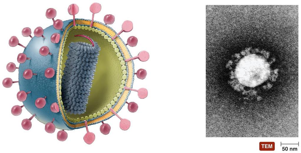Characteristics of Viruses The Viral Envelope Acquired from host cell during viral replication or release Envelope is portion of membrane system of host Composed of phospholipid bilayer and proteins