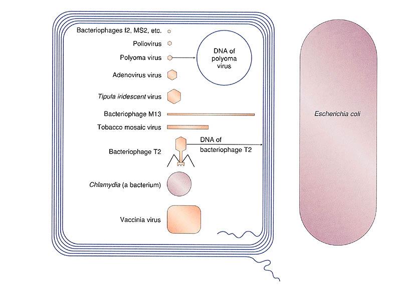 Chapter 12: Acellular Agents: Viruses, Viroids and Prions Viruses Viruses are acellular infectious agents that are much smaller than bacteria and are usually measured in nanometers (Figure 12.1).