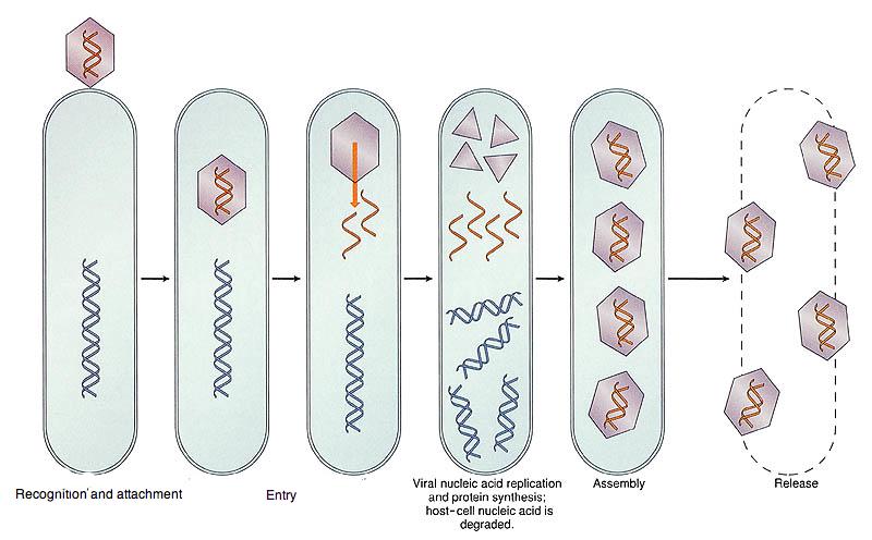 Figure 12.3. Outline of animal virus replication. Influenza Virus Replication Animantion : http://www.npr.