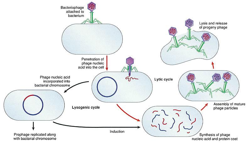 Replication cycle results in lysis and death of host cell about 30 minutes after infection. Lysis releases approximately 100-200 progeny. Lysogenic replication (Figure 12.