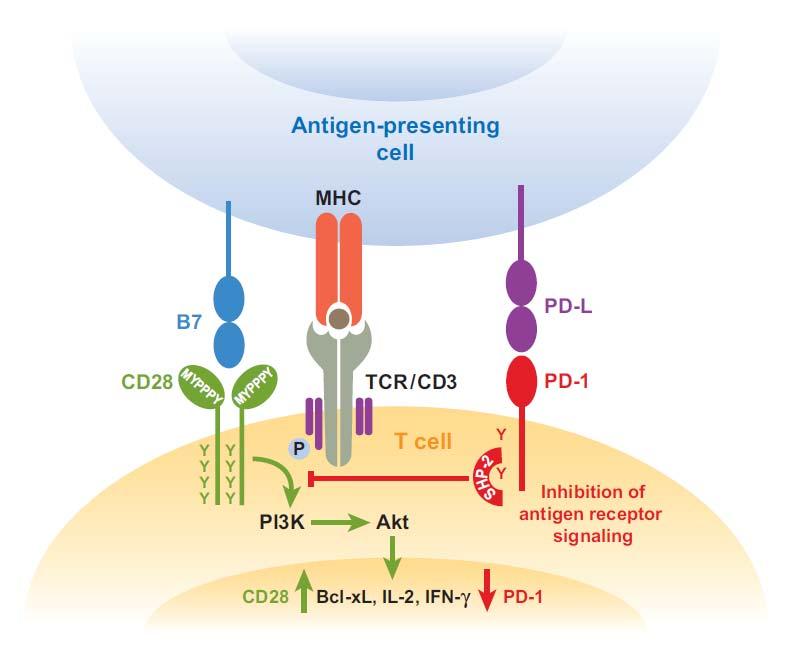 Negative Regulators of T Cell Activation -PD-1 and its ligands negatively regulate immune responses - PD-1/PD-L1 interaction